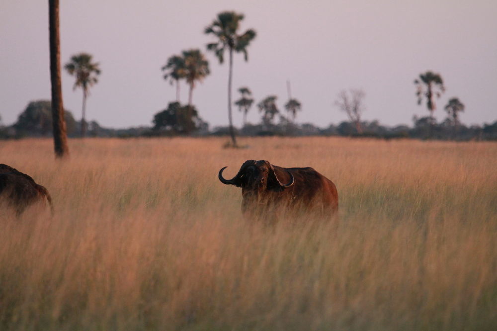 The Hide Safari Camp Dete Exterior foto