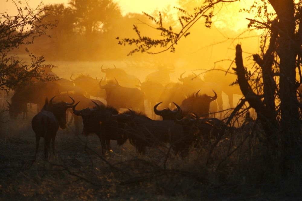 The Hide Safari Camp Dete Exterior foto